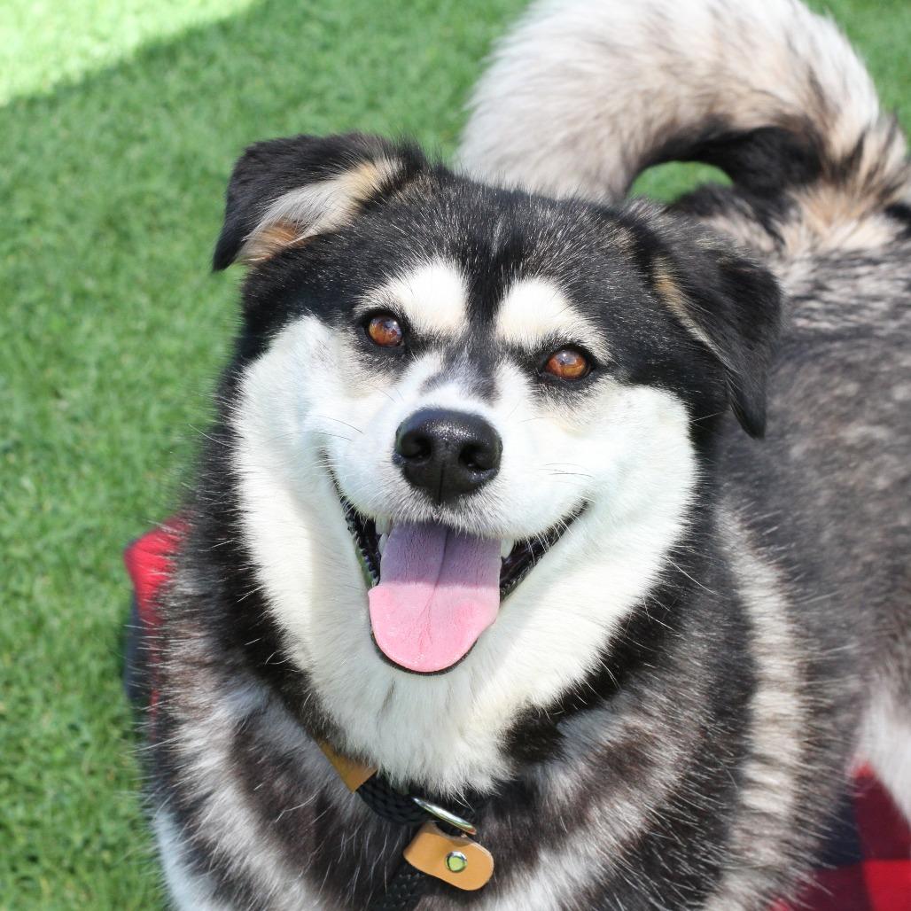Eggo, a Adoptable Husky in Long Beach, CA image 3/4