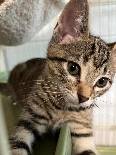 Enlarge Sable, a Adoptable Tabby in Waxahachie, TX image 1/1