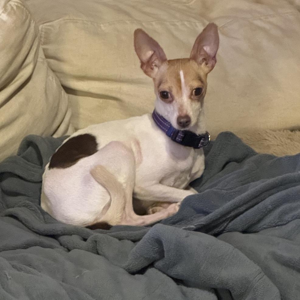 Enlarge Ming, a Adoptable Chihuahua in Baton Rouge, LA image 1/4