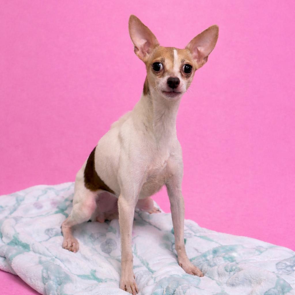 Enlarge Ming, a Adoptable Chihuahua in Baton Rouge, LA image 2/4