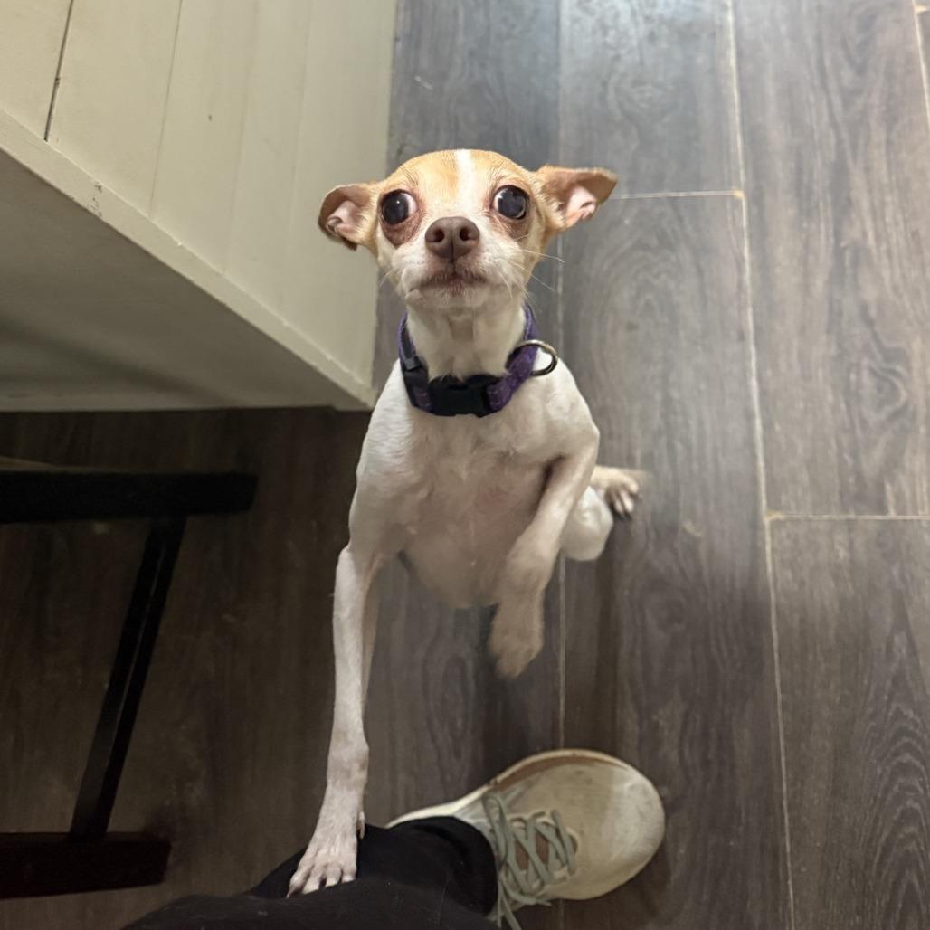 Enlarge Ming, a Adoptable Chihuahua in Baton Rouge, LA image 3/4