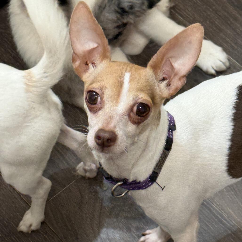 Enlarge Ming, a Adoptable Chihuahua in Baton Rouge, LA image 4/4