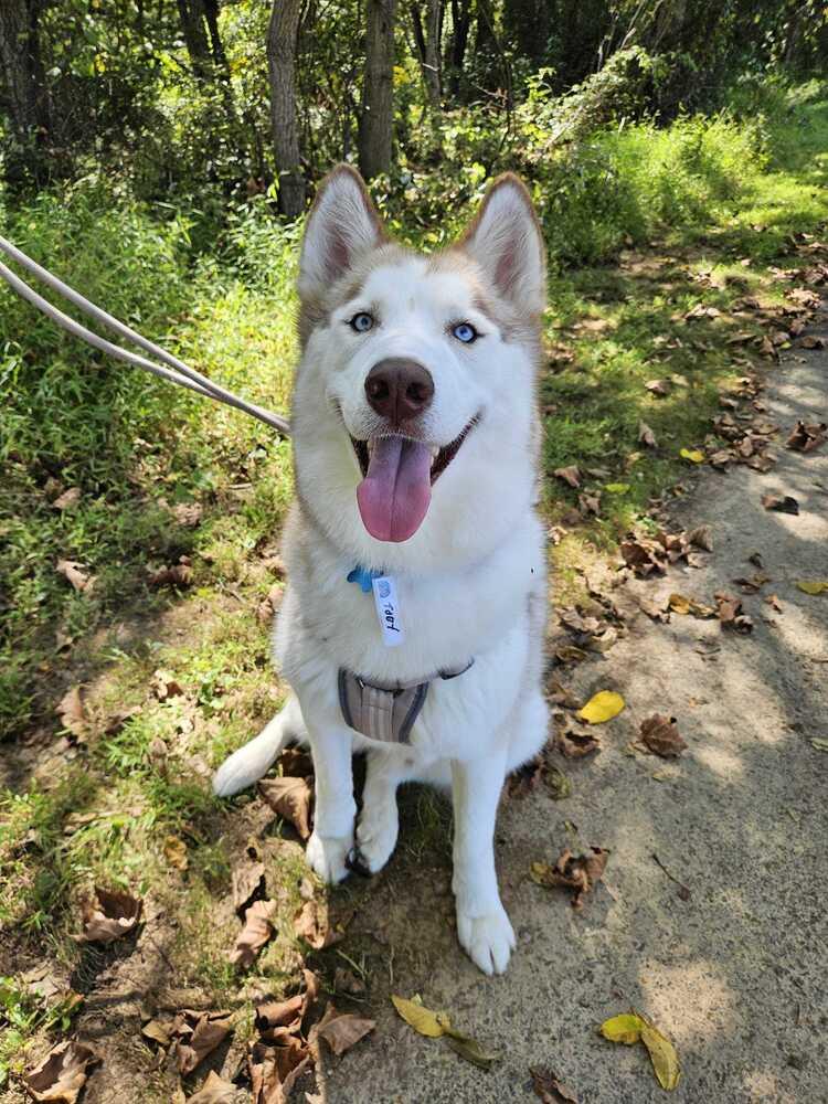 Toby, Adoptable, Adult Male Siberian Husky.