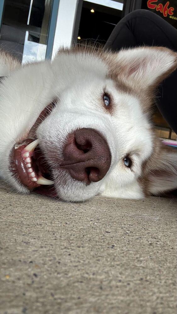 Toby, a Adoptable mixed breed in Silver Spring, MD image 2/6