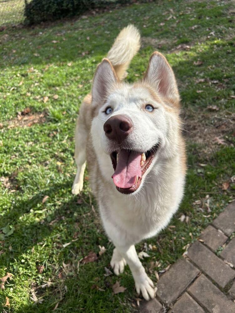 Toby, a Adoptable mixed breed in Silver Spring, MD image 3/6