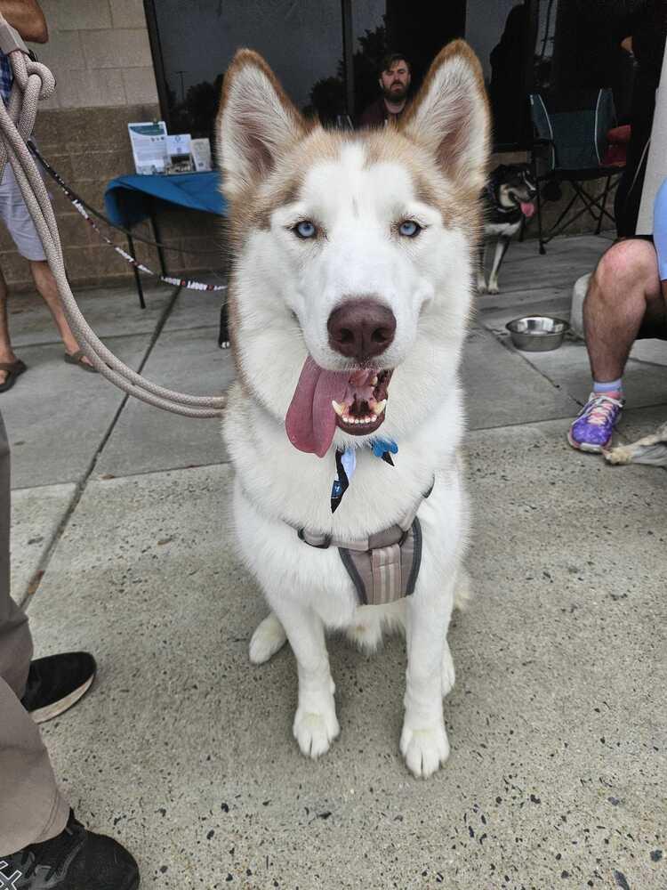 Toby, a Adoptable mixed breed in Silver Spring, MD image 4/6