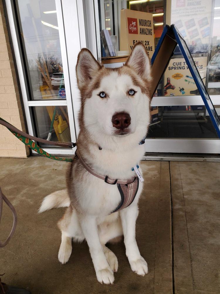 Toby, a Adoptable mixed breed in Silver Spring, MD image 5/6