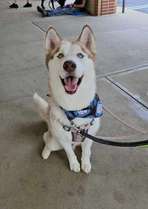 Toby, a Adoptable mixed breed in Silver Spring, MD image 6/6