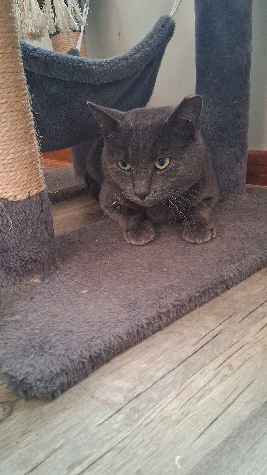 Fat Joe, Adopted, Young Male Domestic Medium Hair.