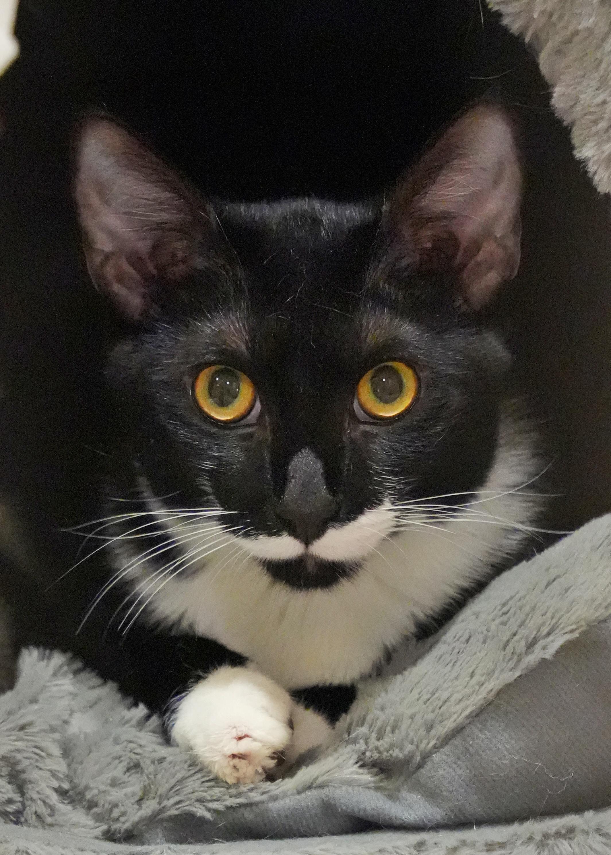 Enlarge Mitsy 63001, a ADOPTABLE Domestic Short Hair in Aiken, SC image 1/1