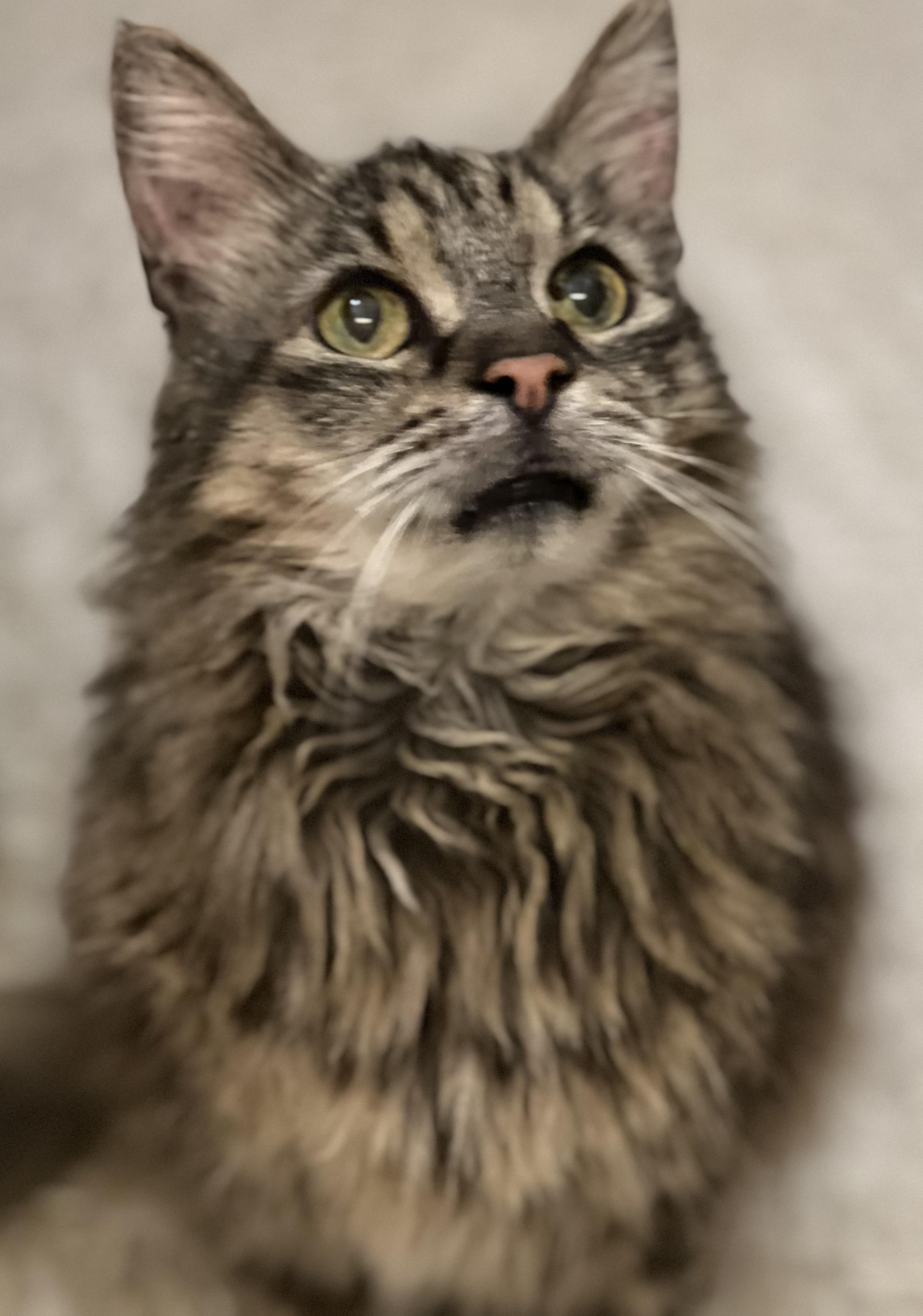 Mason, Adoptable, Senior Male Maine Coon & Tabby.