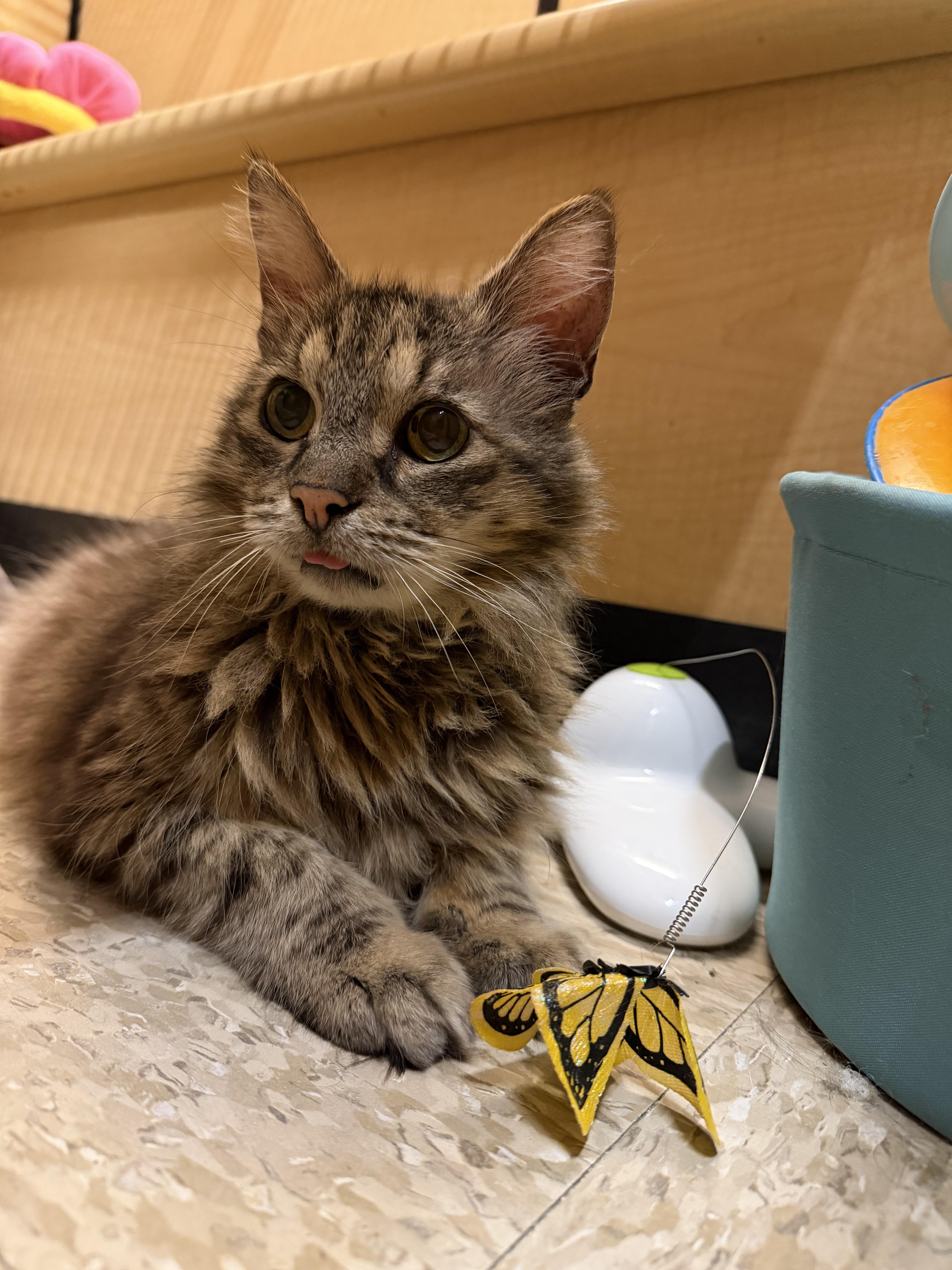 Enlarge Mason, a Adoptable mixed breed in El Segundo, CA image 2/6