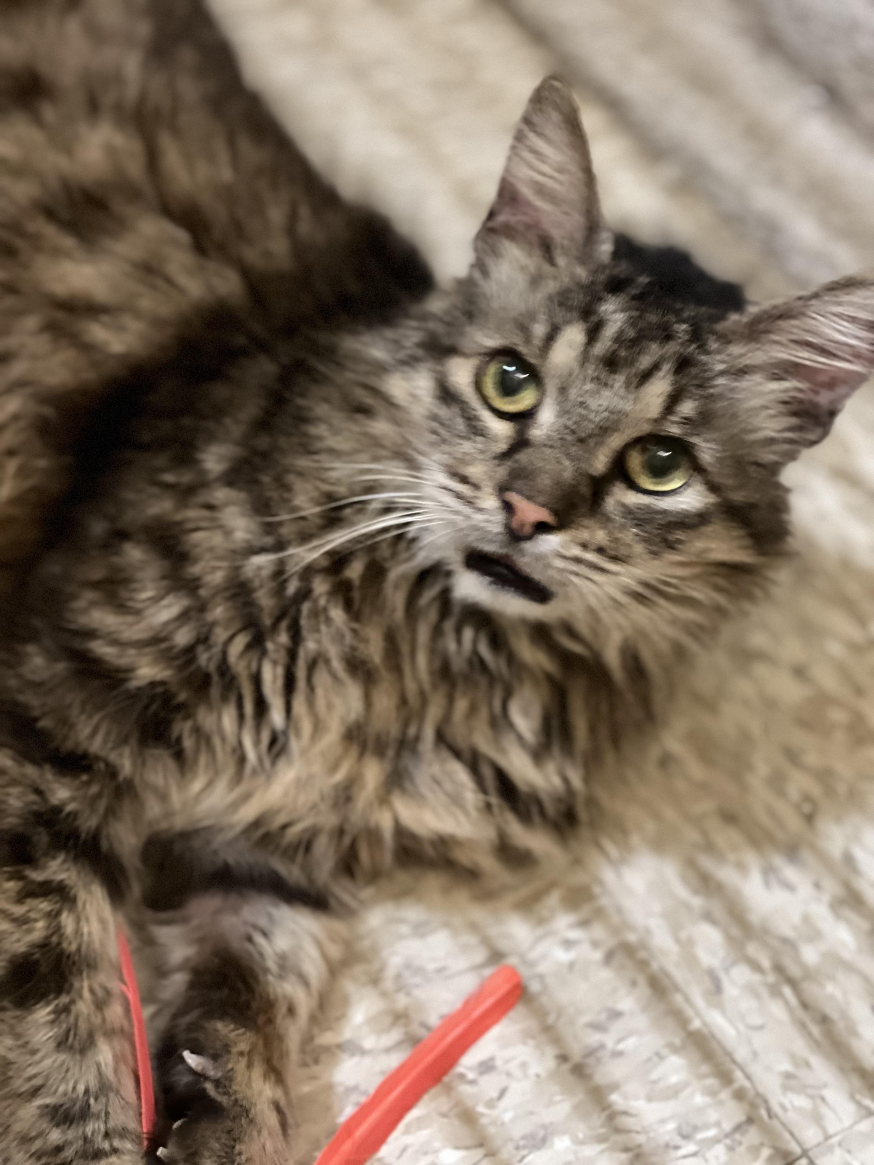 Enlarge Mason, a Adoptable mixed breed in El Segundo, CA image 5/6