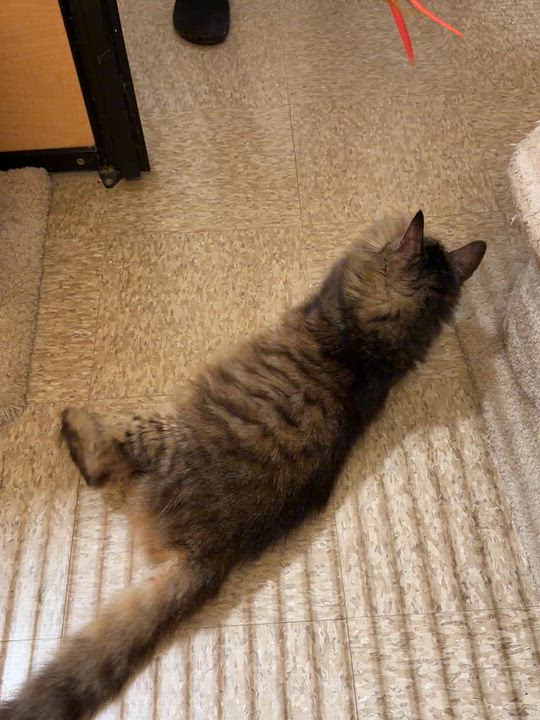 Enlarge Mason, a Adoptable mixed breed in El Segundo, CA video 3/6