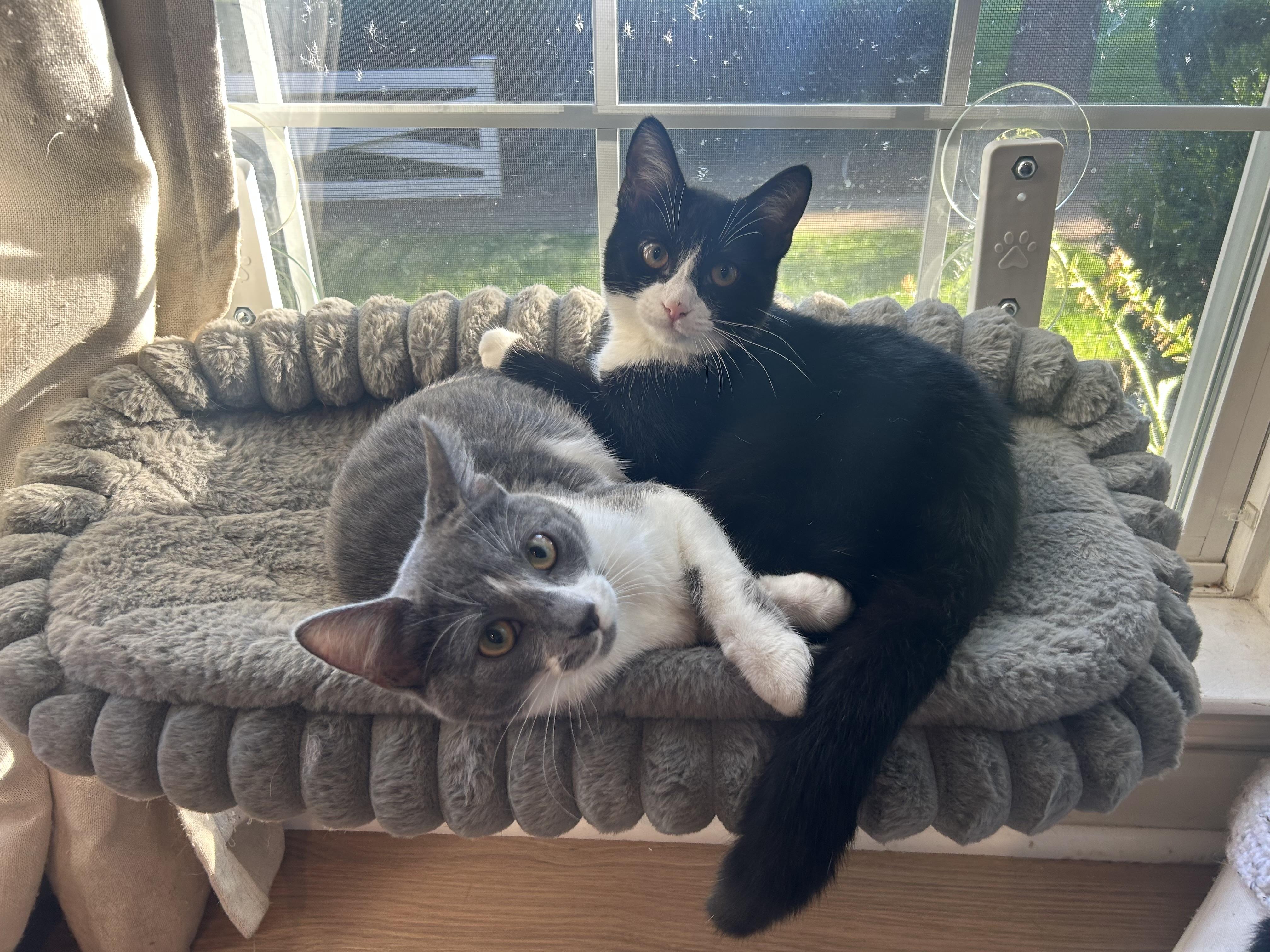 Enlarge Amelia - A DOG IN A KITTENS BODY, a Adoptable Domestic Short Hair in Bristow, VA image 3/4