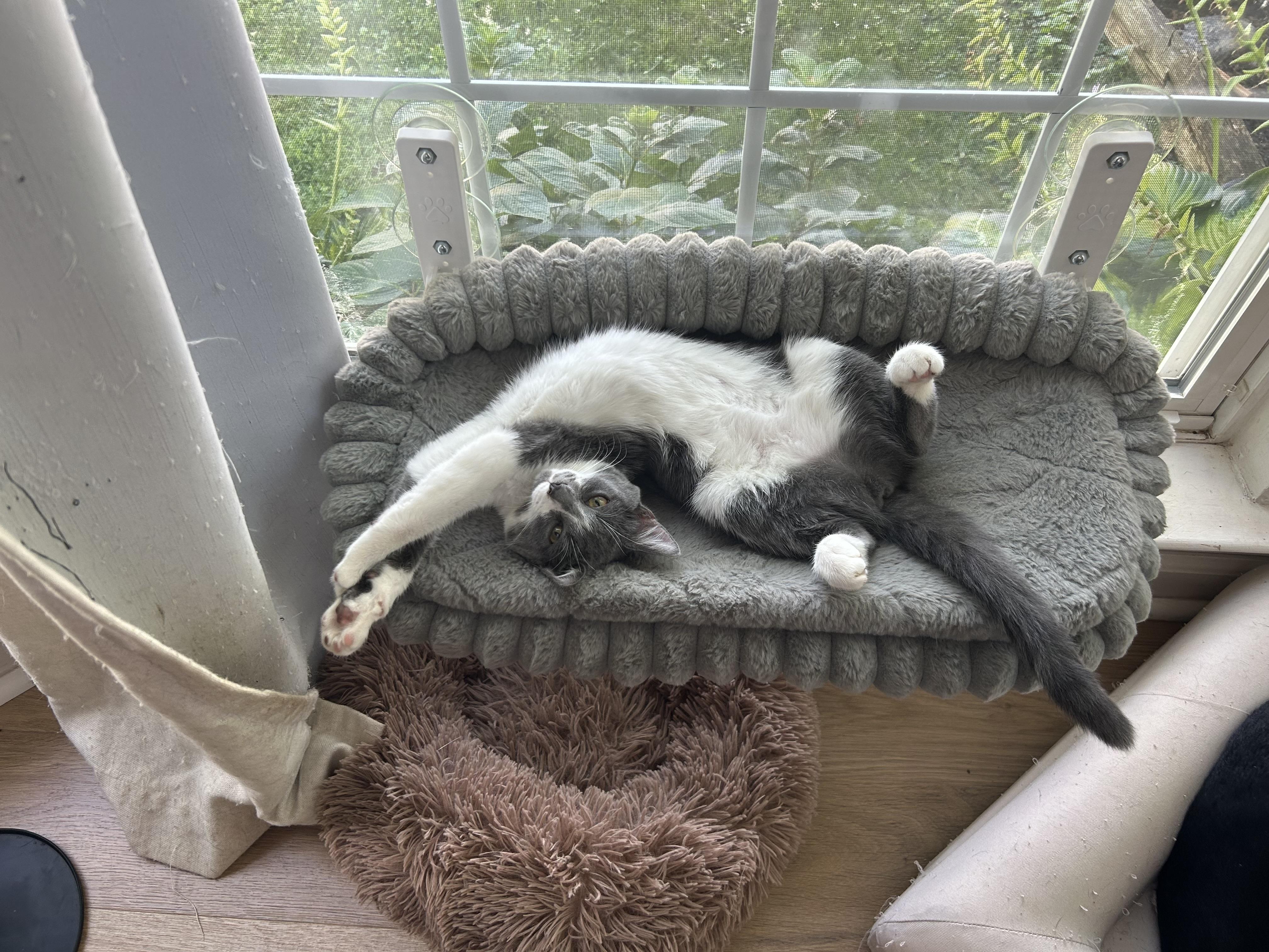 Amelia - A DOG IN A KITTENS BODY, Adoptable, Young Female Domestic Short Hair.