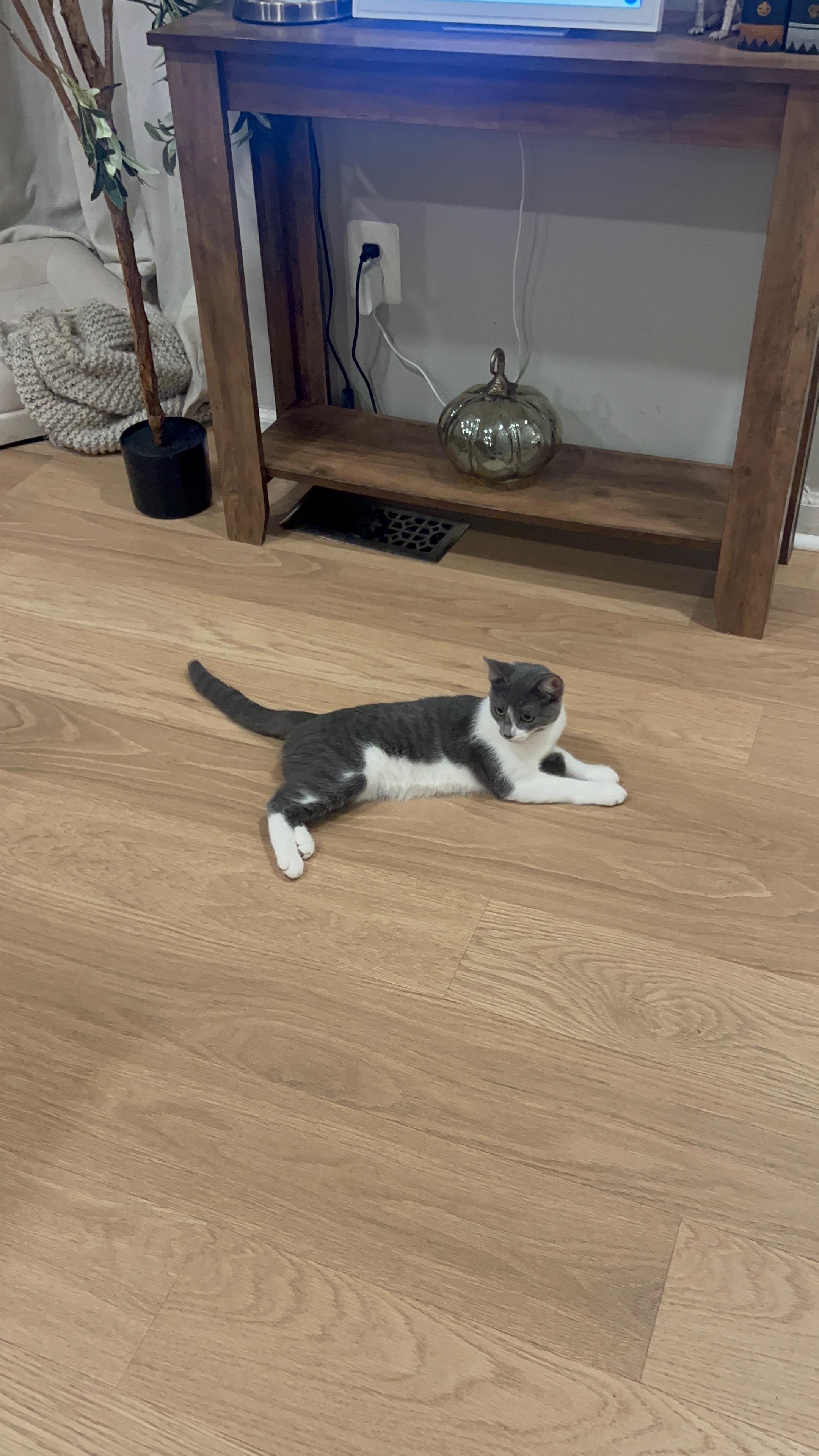 Enlarge Amelia - A DOG IN A KITTENS BODY, a Adoptable Domestic Short Hair in Bristow, VA image 2/4