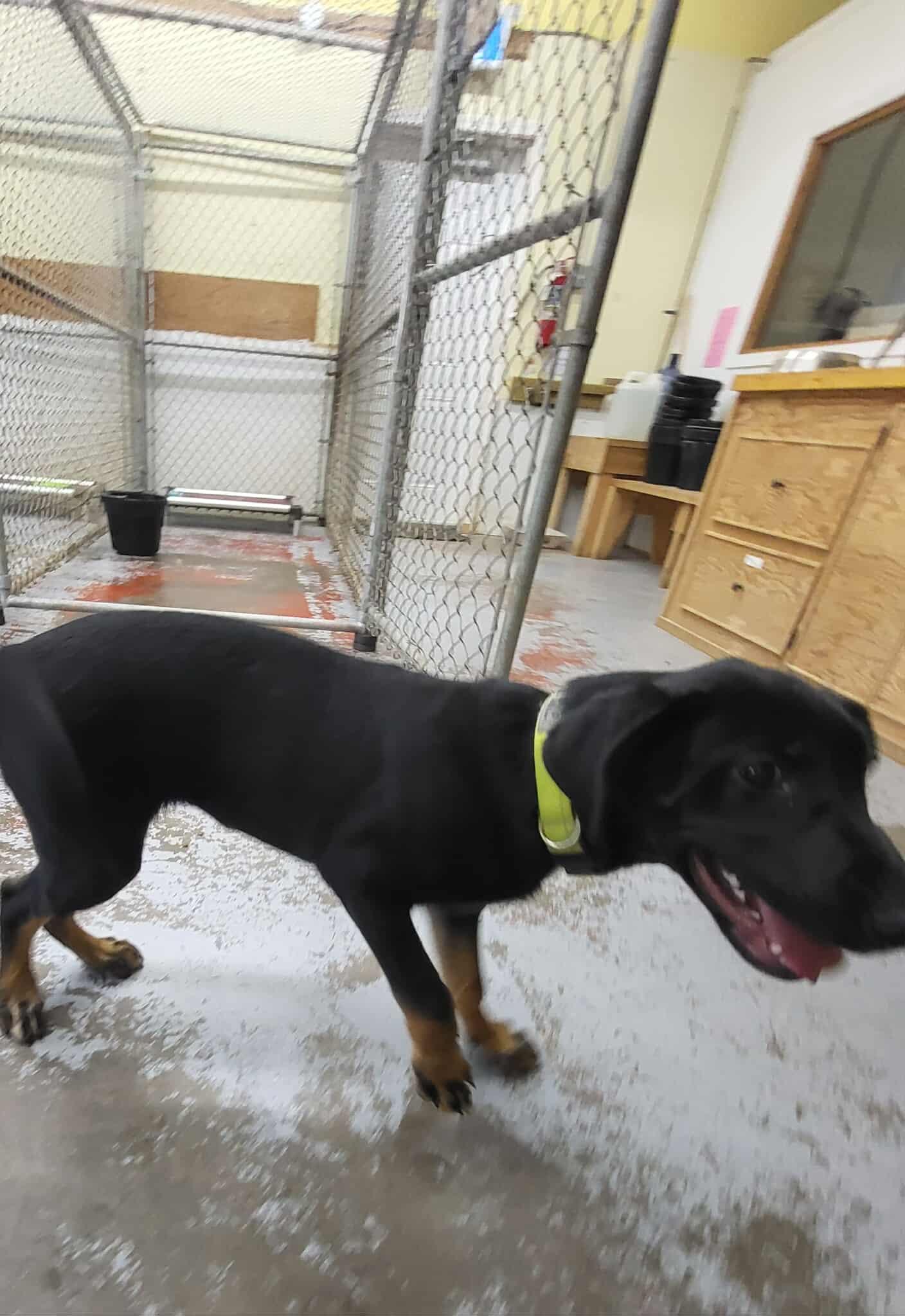 Enlarge Shiloh, a Adopted mixed breed in Fort Smith, NT image 2/3