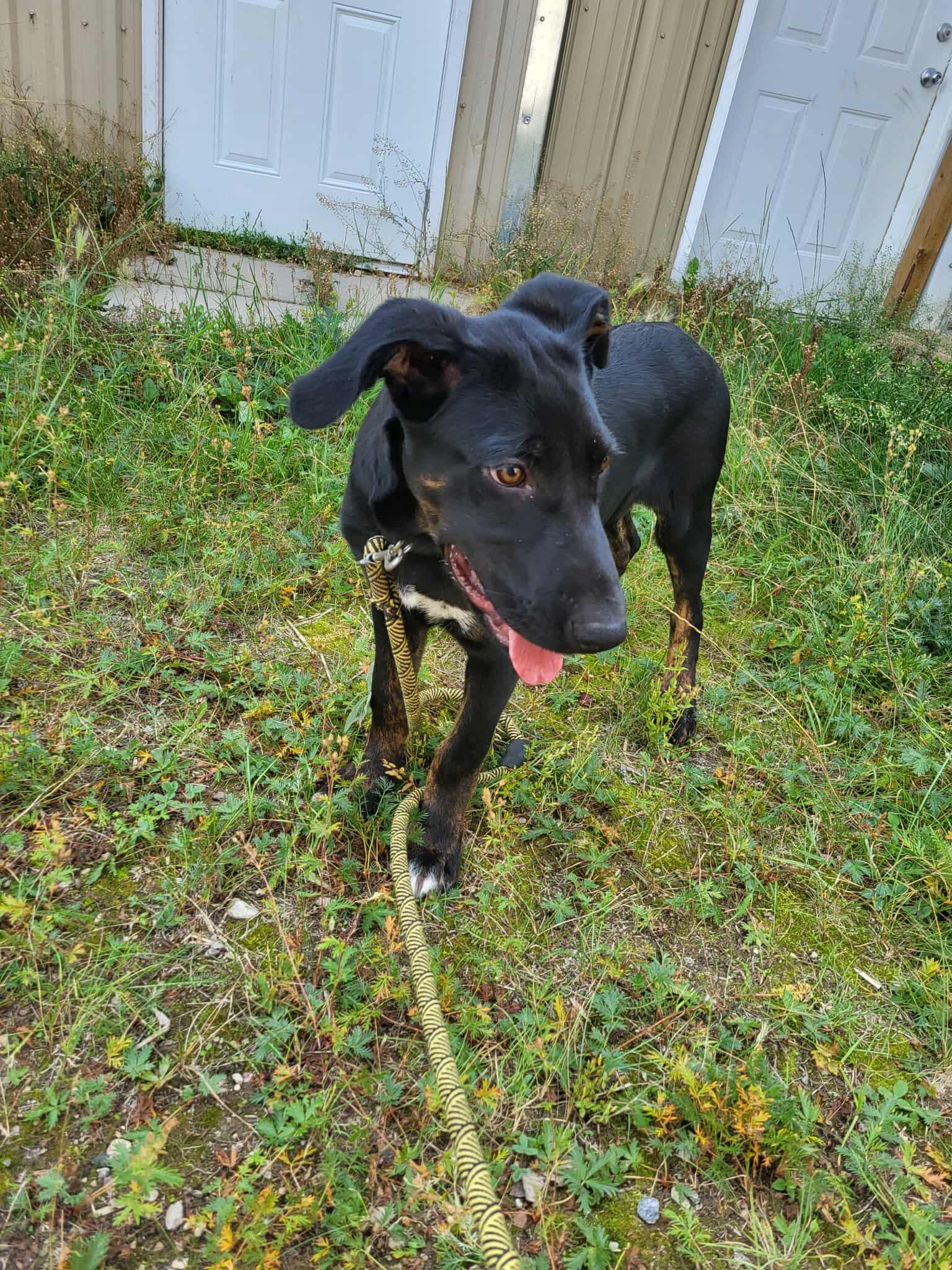 Enlarge Shiloh, a Adopted mixed breed in Fort Smith, NT image 3/3