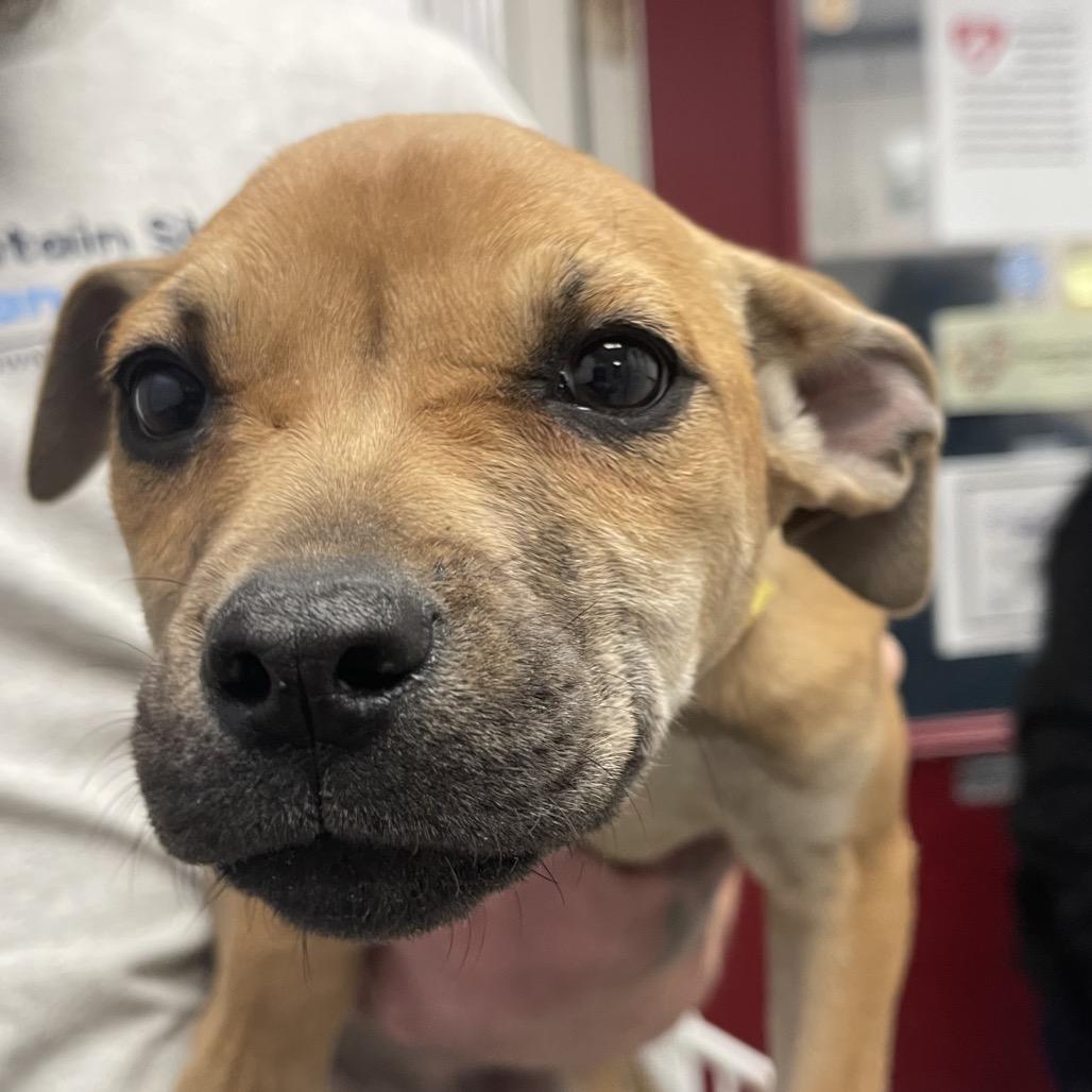 Sable, Adoptable, Puppy Female Mixed Breed & Boxer.