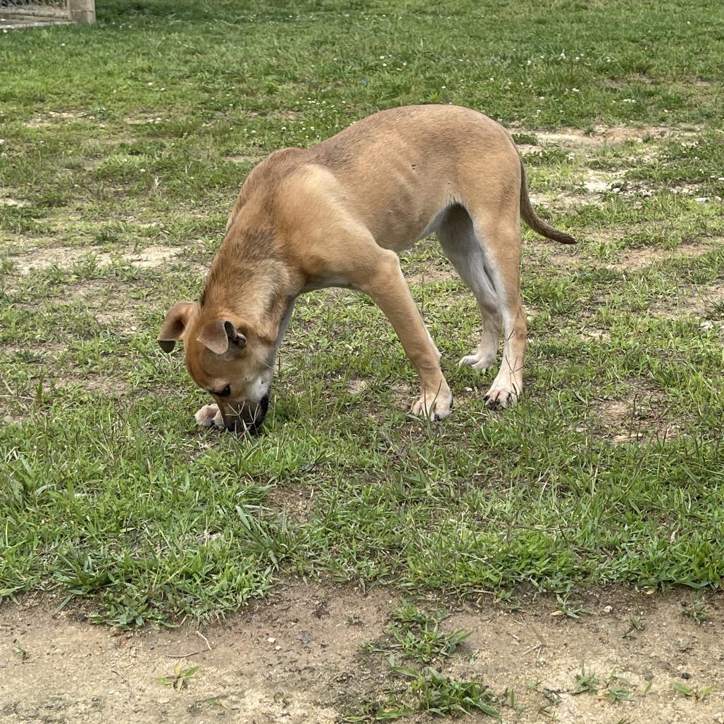 Sable, Adoptable, Puppy Female Mixed Breed & Boxer.