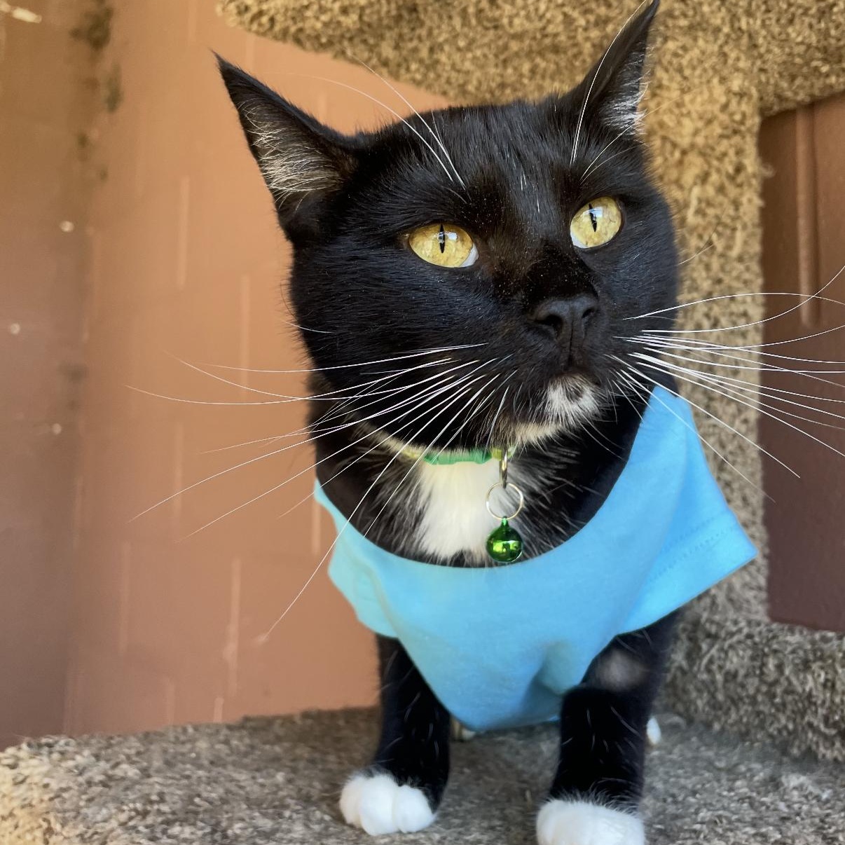 Rockstar thumbnail 2