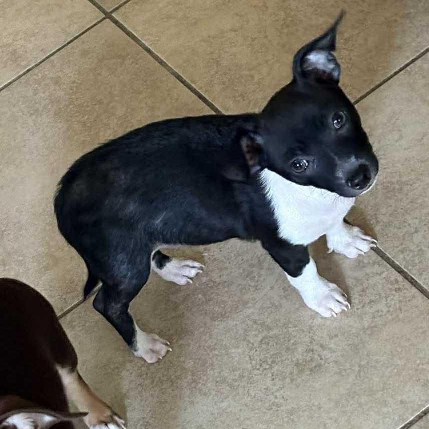 Enlarge Speculoos, an adopted mixed breed in Kempner, TX image 1/4