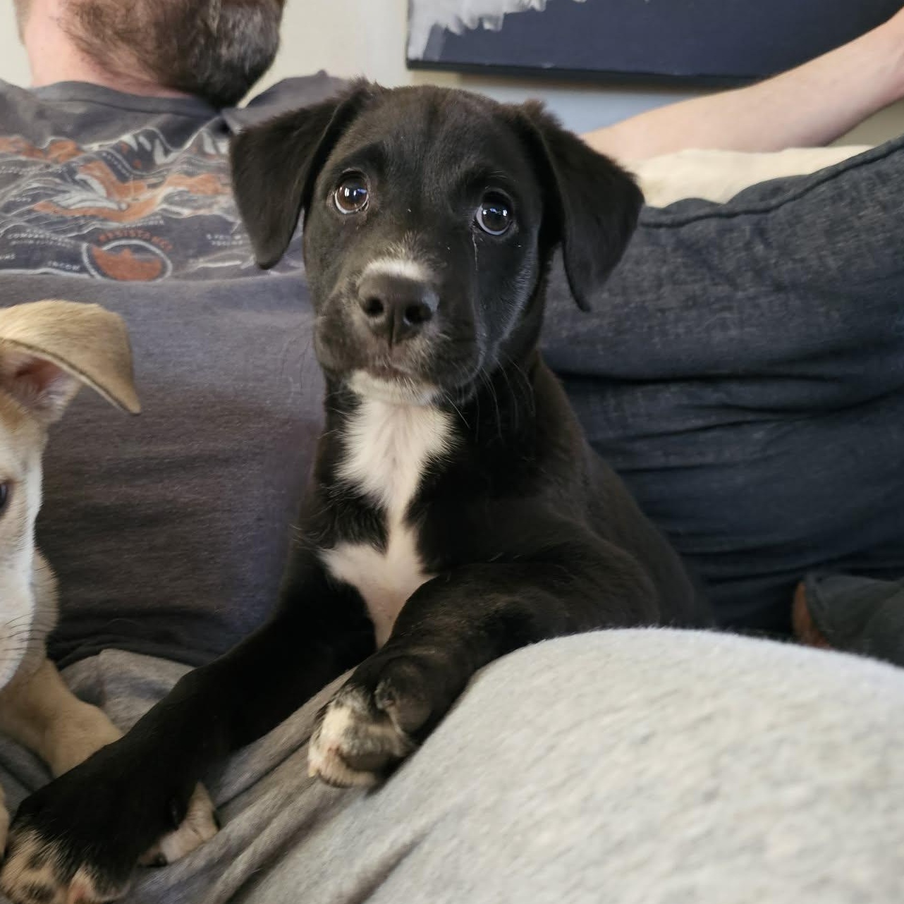 Cupid the adorable puppy!, Adoptable, Puppy Male Australian Shepherd & Terrier.