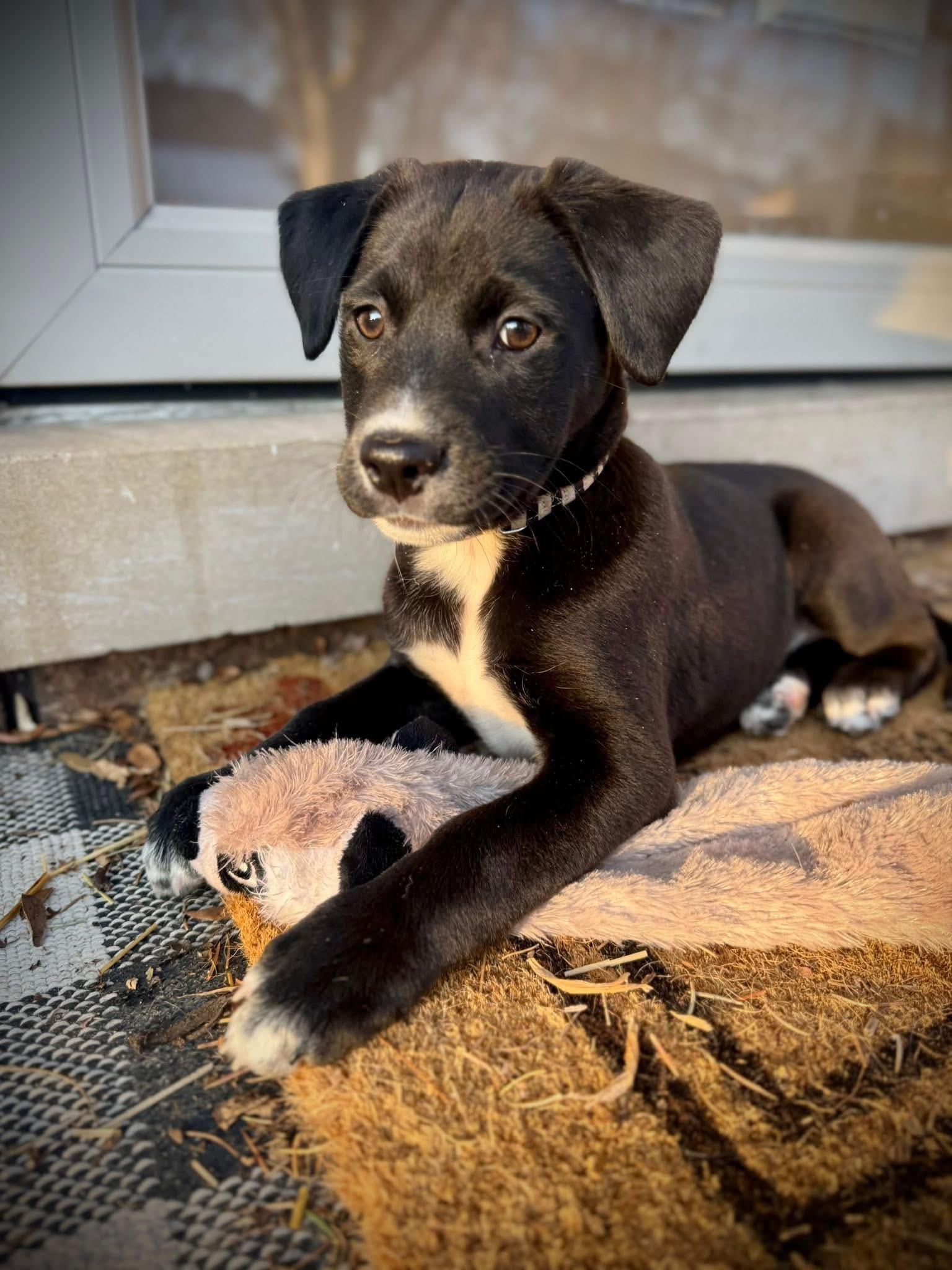 Enlarge Cupid the adorable puppy!, a Adoptable mixed breed in Muskego, WI image 2/6