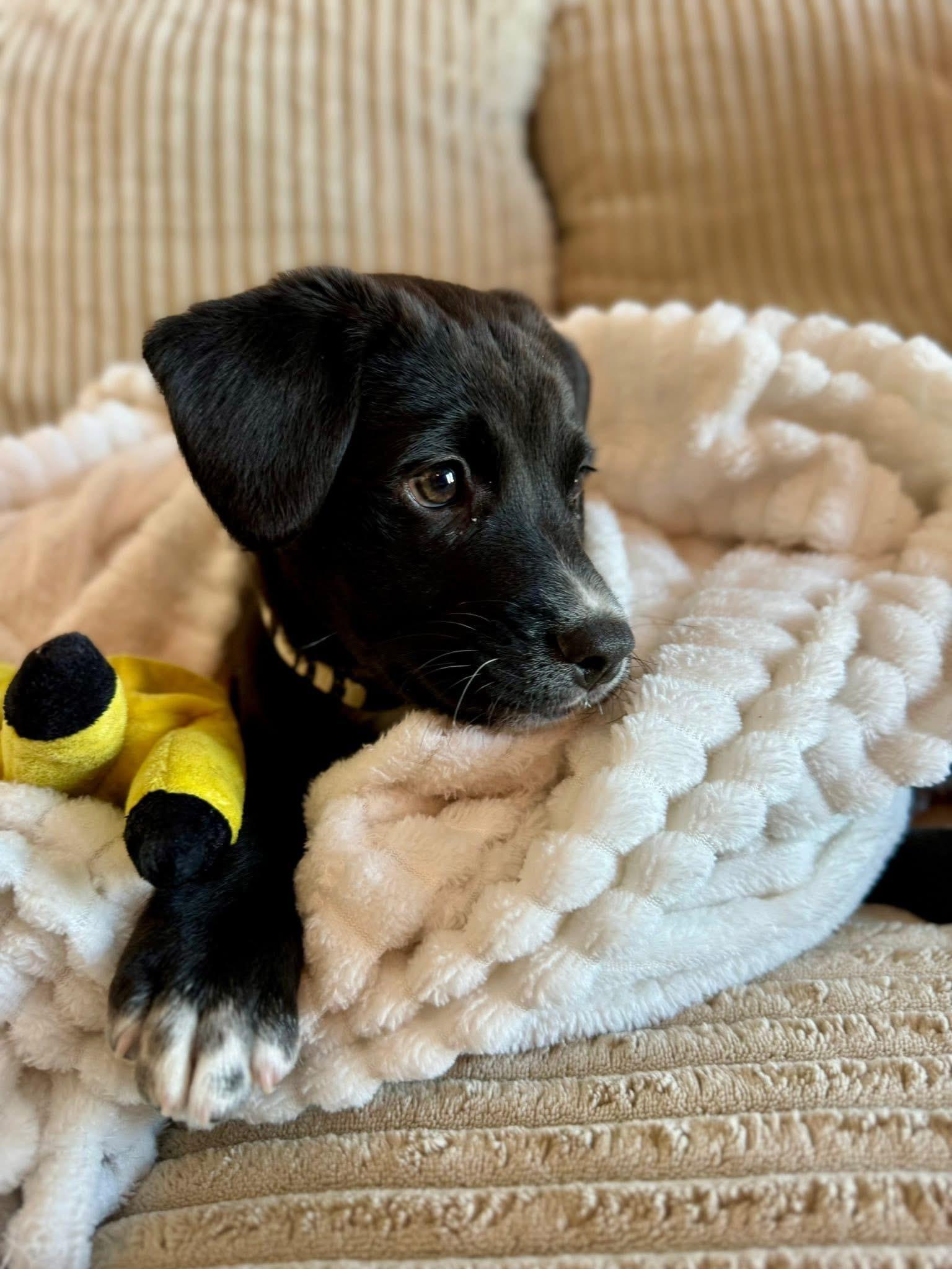 Enlarge Cupid the adorable puppy!, a Adoptable mixed breed in Muskego, WI image 5/6