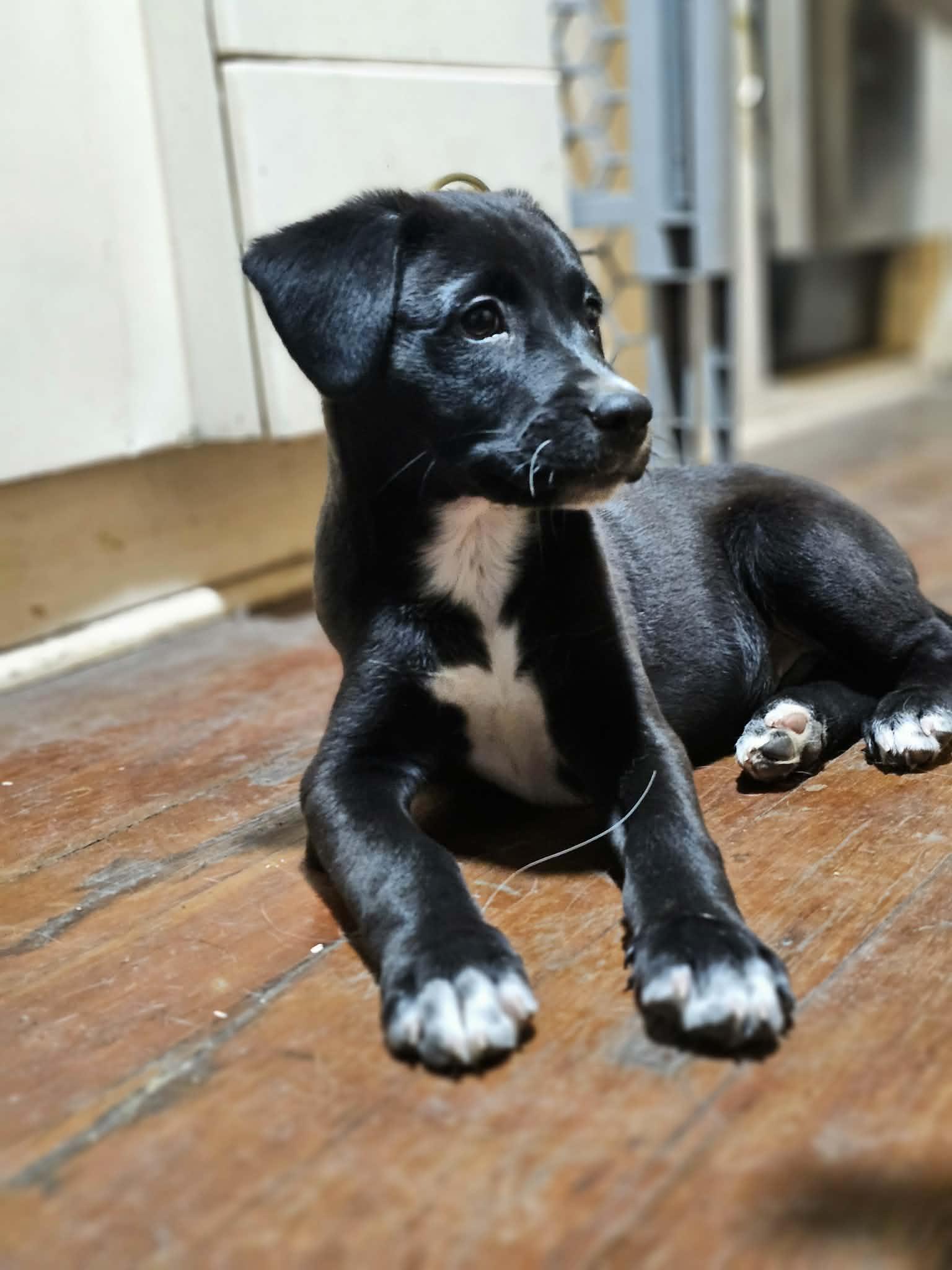 Enlarge Cupid the adorable puppy!, a Adoptable mixed breed in Muskego, WI image 6/6