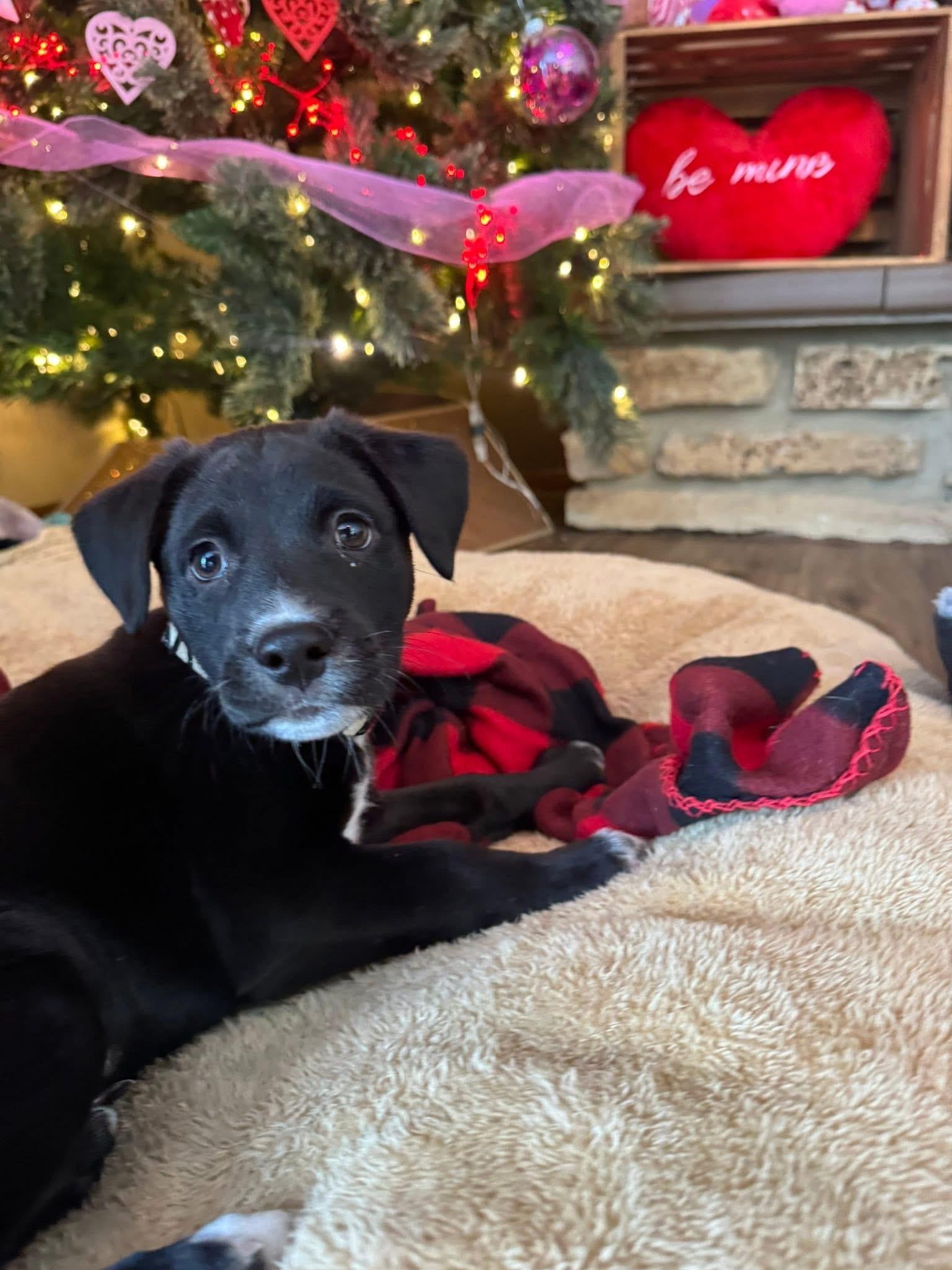 Enlarge Cupid the adorable puppy!, a Adoptable mixed breed in Muskego, WI image 4/6