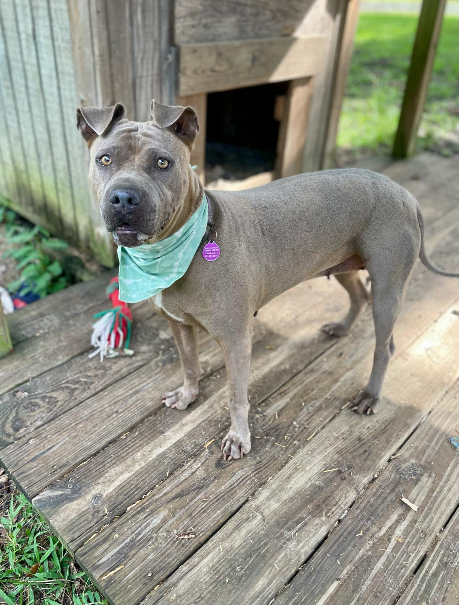 Enlarge Scarlett, a Adoptable mixed breed in Gulfport, MS image 5/6