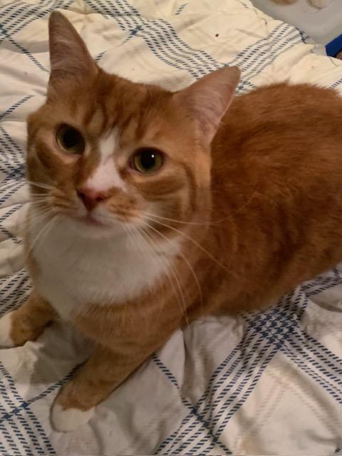 Enlarge Citrus, an adopted mixed breed in Pickering, ON image 2/3