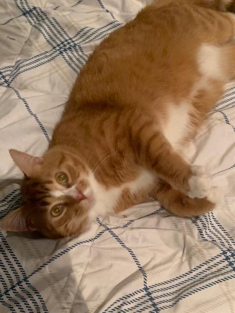 Citrus, adopted, Adult Male Domestic Short Hair.