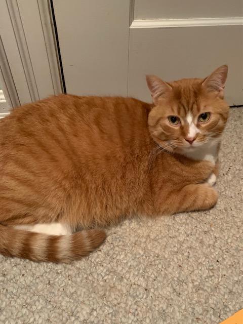 Enlarge Citrus, an adopted mixed breed in Pickering, ON image 3/3