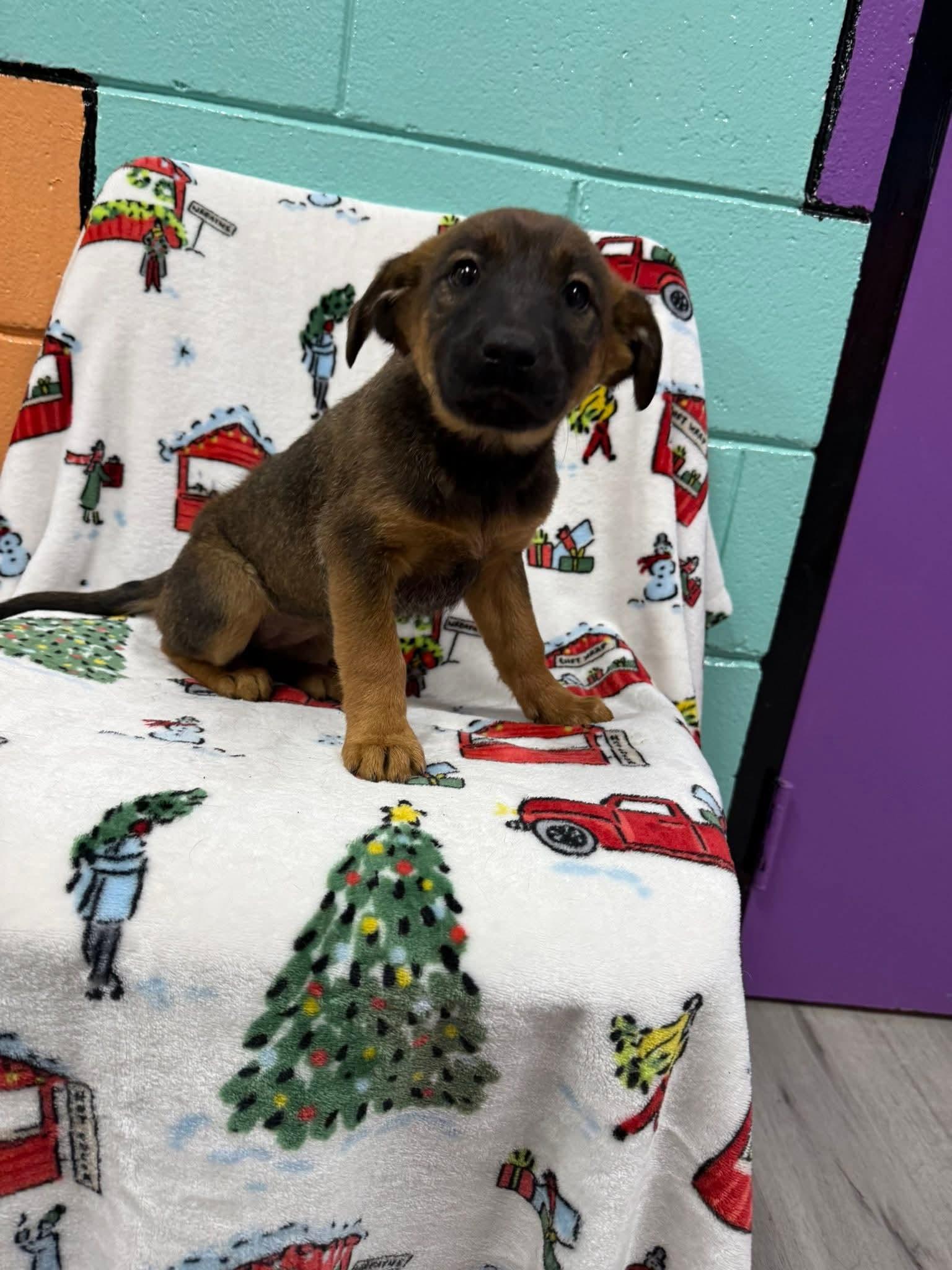 MOCHA, ADOPTABLE, Puppy Female Shepherd & Black Mouth Cur.