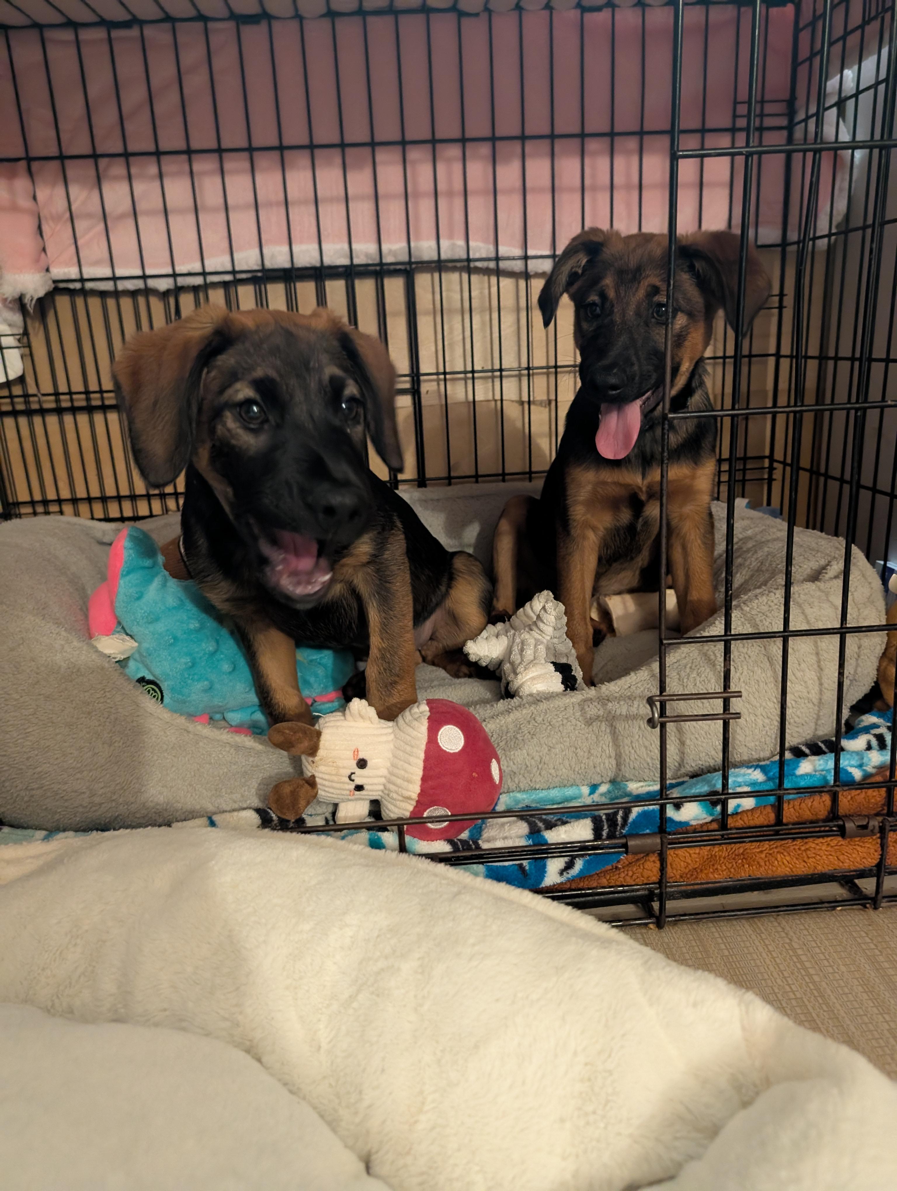 Enlarge MOCHA, a ADOPTABLE mixed breed in Browns Mills, NJ image 3/4