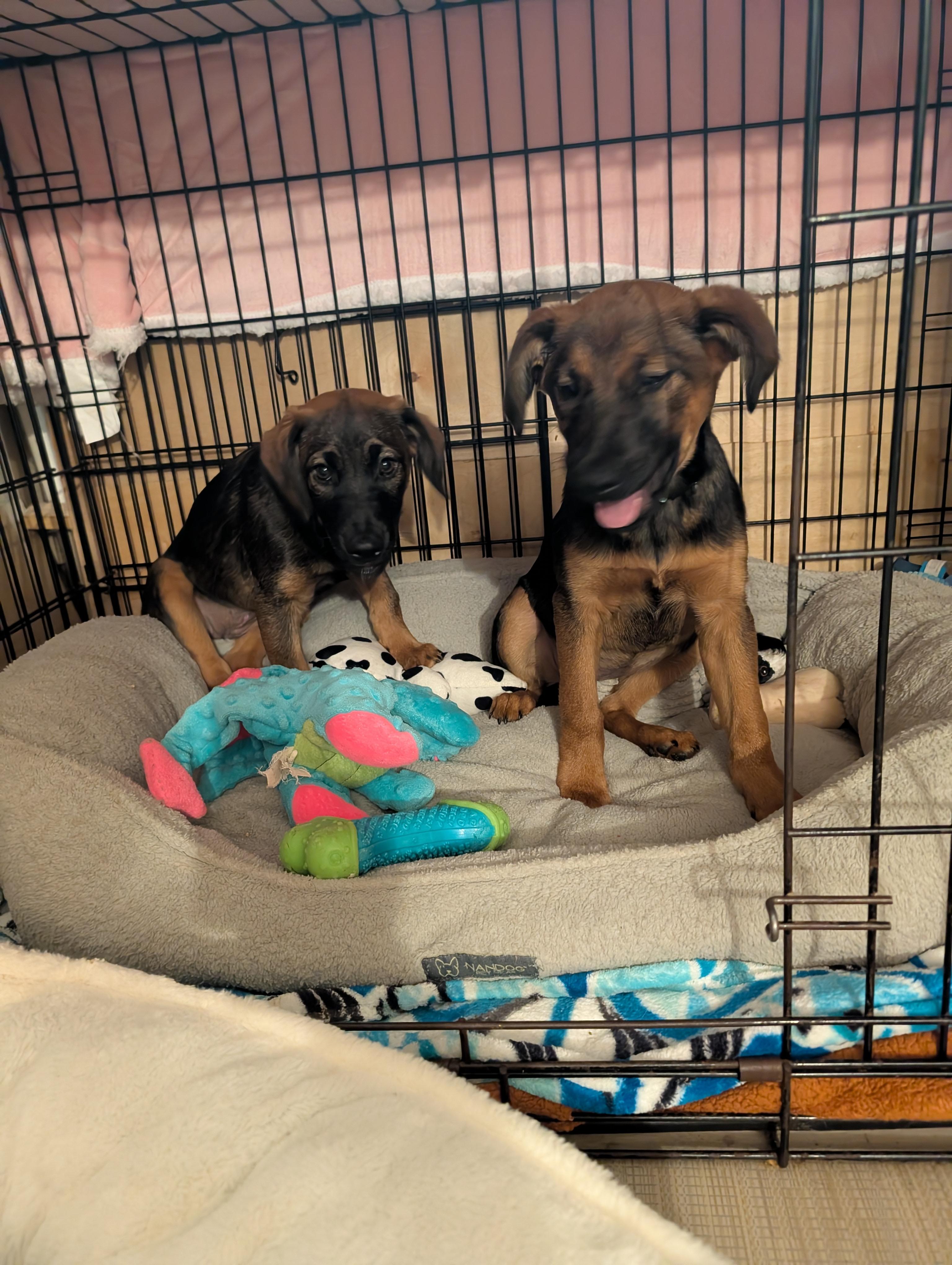 MOCHA, ADOPTABLE, Puppy Female Shepherd & Black Mouth Cur.