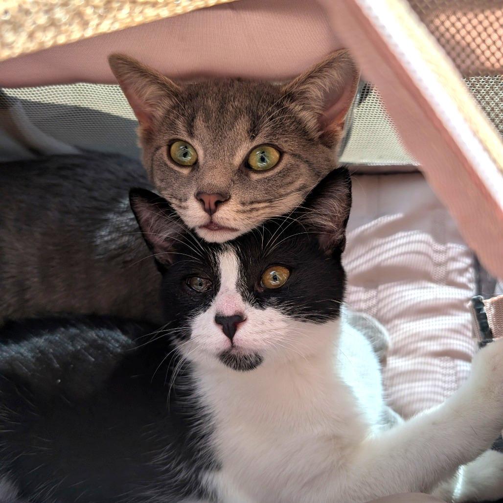Enlarge Tati & Flower - We're a bonded pair!, a Adoptable Domestic Short Hair in Chicago, IL image 1/6