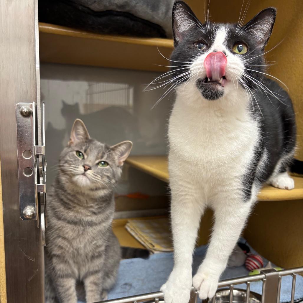 Enlarge Tati & Flower - We're a bonded pair!, a Adoptable Domestic Short Hair in Chicago, IL image 2/6
