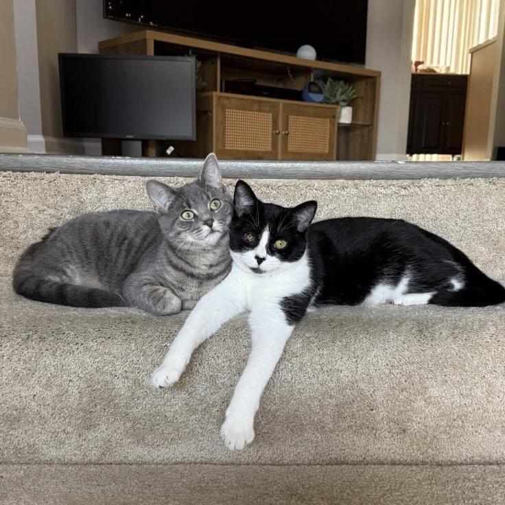Enlarge Tati & Flower - We're a bonded pair!, a Adoptable Domestic Short Hair in Chicago, IL image 3/6