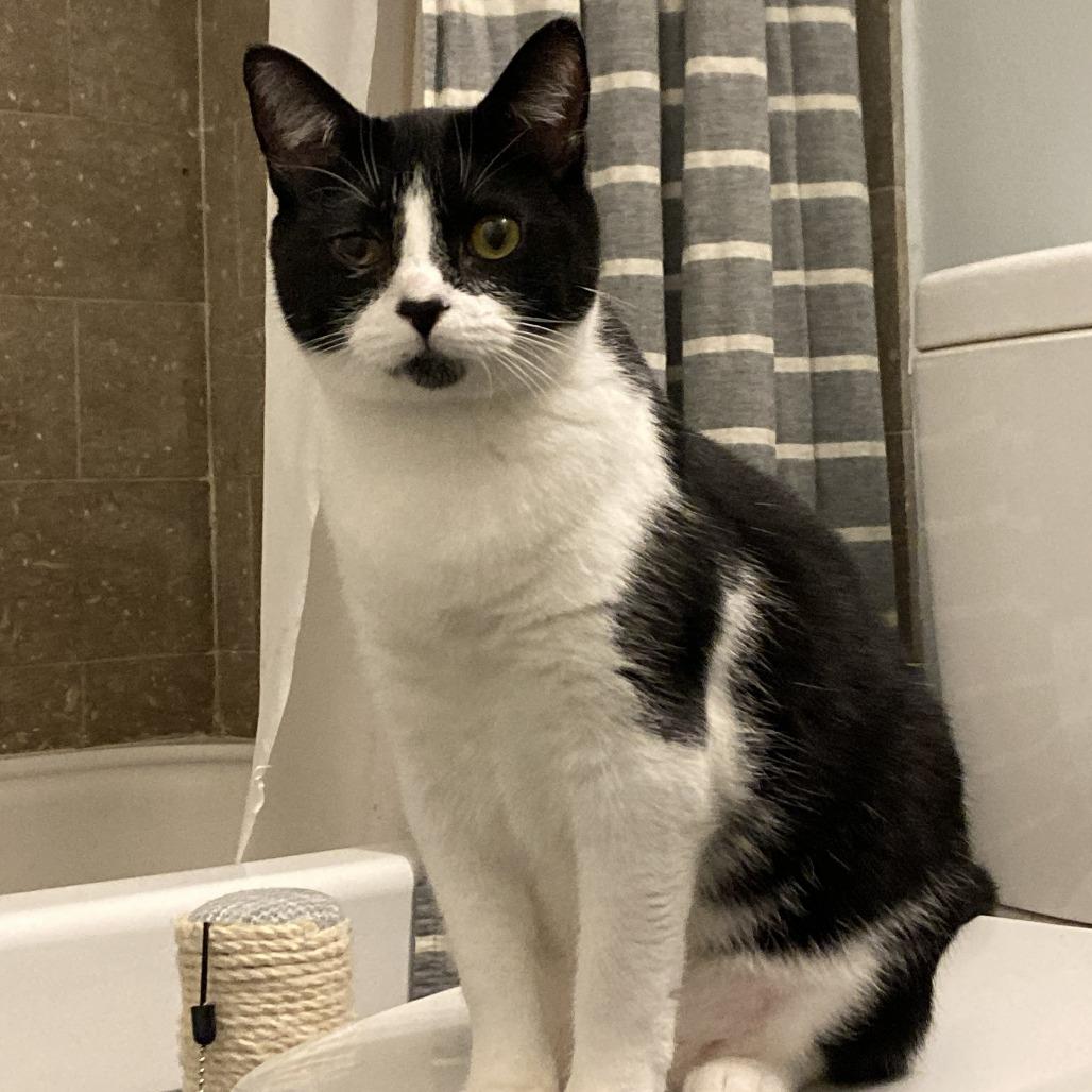 Enlarge Tati & Flower - We're a bonded pair!, a Adoptable Domestic Short Hair in Chicago, IL image 4/6