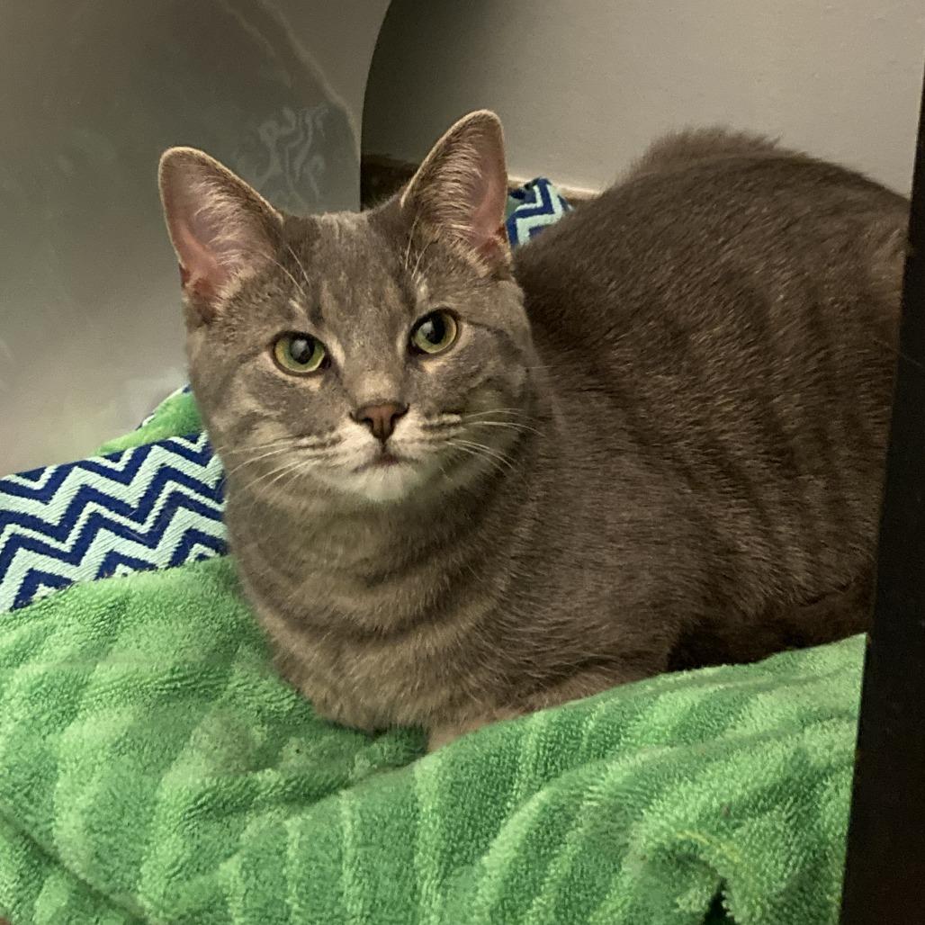 Enlarge Tati & Flower - We're a bonded pair!, a Adoptable Domestic Short Hair in Chicago, IL image 5/6