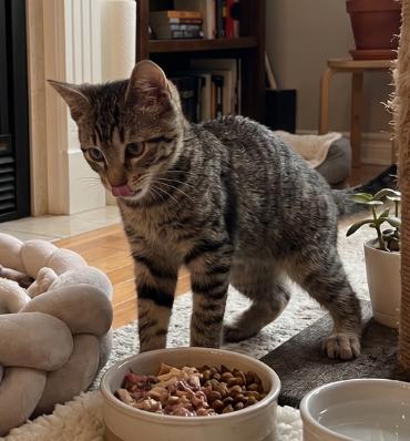 Enlarge Tina, a ADOPTABLE American Shorthair in Union City, NJ image 3/6
