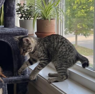 Enlarge Tina, a ADOPTABLE American Shorthair in Union City, NJ image 4/6