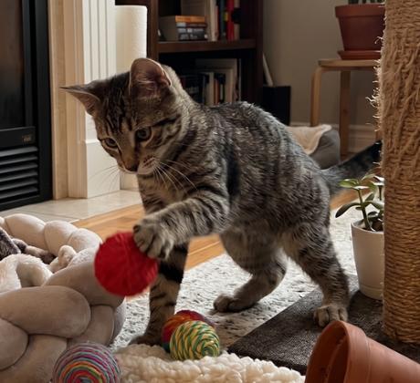 Enlarge Tina, a ADOPTABLE American Shorthair in Union City, NJ image 1/6