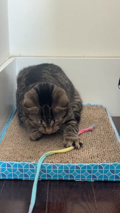 Enlarge Tina, a Adoptable American Shorthair in Union City, NJ video 6/6