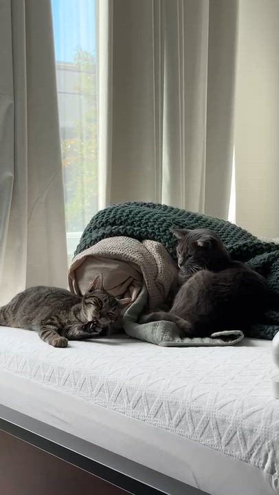 Enlarge Tina, a Adoptable American Shorthair in Union City, NJ video 5/6