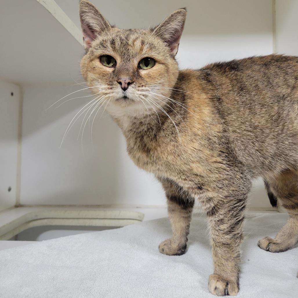 Enlarge (PS+) Ember, a Adoptable Domestic Short Hair in Cabot, AR image 1/5